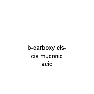 b-carboxy cis-cis muconic acid